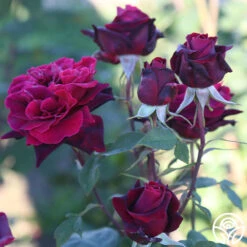 Black Lady™ -Heirloom Roses black lady 13