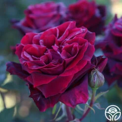 Black Lady™ -Heirloom Roses black lady 15