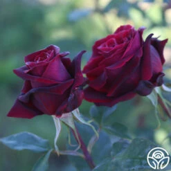 Black Lady™ -Heirloom Roses black lady 16