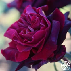 Black Lady™ -Heirloom Roses black lady 19