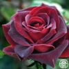 Black Pearl 2 Black Pearl -Heirloom Roses black pearl 1 8