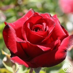 Black Pearl -Heirloom Roses black pearl 2 1 1