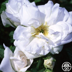 Blanc Double De Coubert 12 Blanc Double De Coubert -Heirloom Roses blanc double de coubert logo 01