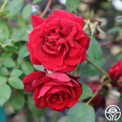 New Release -Heirloom Roses blaze 1 5