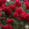 Blaze -Heirloom Roses blaze 2 5