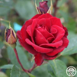 Blaze -Heirloom Roses blaze 4