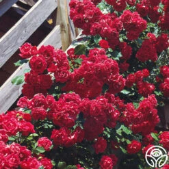 Blaze -Heirloom Roses blaze 5