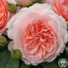 Parfuma® Bliss 1 Parfuma® Bliss -Heirloom Roses bliss parfuma 3