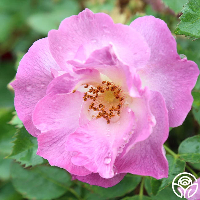 Blue For You 4 Blue For You - Image 2