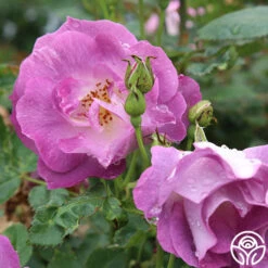 Blue For You 9 Blue For You -Heirloom Roses blue for you 2 1