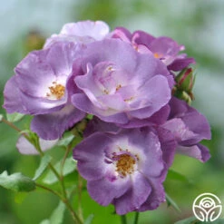 Blue For You 8 Blue For You -Heirloom Roses blue for you 5