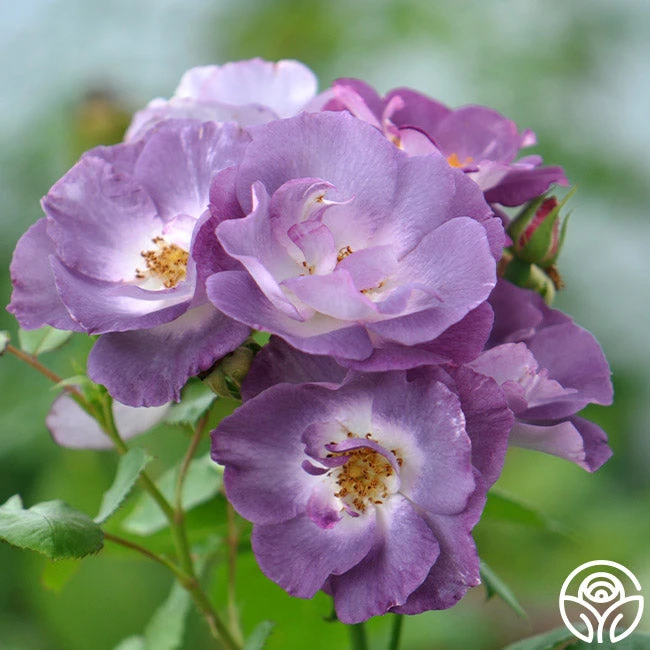 Blue For You 5 Blue For You - Image 3