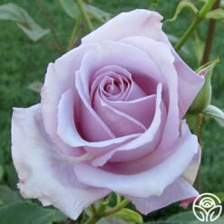 Blue Girl 9 Blue Girl -Heirloom Roses blue girl 2 2