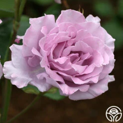 Blue Moon® -Heirloom Roses blue moon 1 2