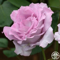 Blue Moon® -Heirloom Roses blue moon 2 8