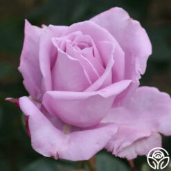 Blue Moon® -Heirloom Roses blue moon 3