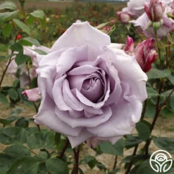 Blue Moon® -Heirloom Roses blue moon 5
