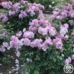 Blueberry Hill 9 Blueberry Hill -Heirloom Roses blueberry hill 2 1