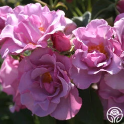 Blueberry Hill 10 Blueberry Hill -Heirloom Roses blueberry hill 6