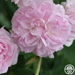 Blush Damask 9 Blush Damask -Heirloom Roses blush damask 1 5