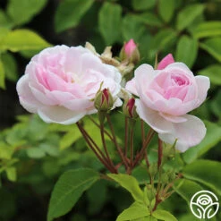 Blush Noisette 10 Blush Noisette -Heirloom Roses blush noisette 1 5