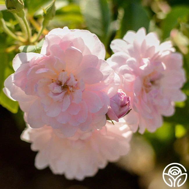 Blush Noisette 7 Blush Noisette - Image 5