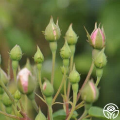 Blush Noisette 9 Blush Noisette -Heirloom Roses blush noisette 4 5