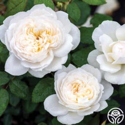 Bolero™ 15 Bolero™ -Heirloom Roses bolero 1 1