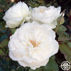 Bolero™ 22 Bolero™ -Heirloom Roses bolero 3 1