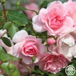 Bonica® 17 Bonica® -Heirloom Roses bonica 11