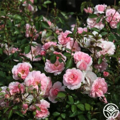 Bonica® 15 Bonica® -Heirloom Roses bonica 2 1 1
