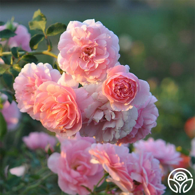 Bonica® 11 Bonica® - Image 9