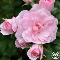 Bonica® 16 Bonica® -Heirloom Roses bonica 5 1 1