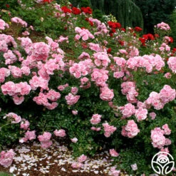Bonica® 13 Bonica® -Heirloom Roses bonica 63