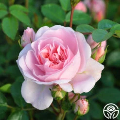 Bonica® 14 Bonica® -Heirloom Roses bonica 8 8