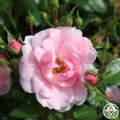 Bonica® 18 Bonica® -Heirloom Roses bonica 9