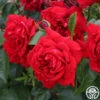 Citiscape® Bordeaux™ -Heirloom Roses bordeaux 2 1