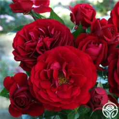 Citiscape® Bordeaux™ 9 Citiscape® Bordeaux™ -Heirloom Roses bordeaux 5 1