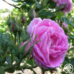 Bourbon Queen -Heirloom Roses bourbon queen 2 1 1