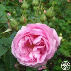 Bourbon Queen -Heirloom Roses bourbon queen 4