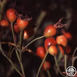 Bourbon Queen -Heirloom Roses bourbon queen 5 5