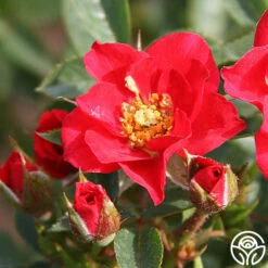 Heirloom Roses -Heirloom Roses boy o boy 3