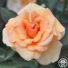 Brandy™ 2 Brandy™ -Heirloom Roses brandy 1