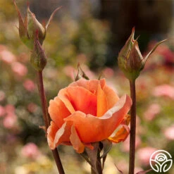 Brandy™ -Heirloom Roses brandy 2 1 1