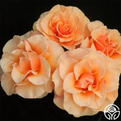 Brandy™ -Heirloom Roses brandy 3 8
