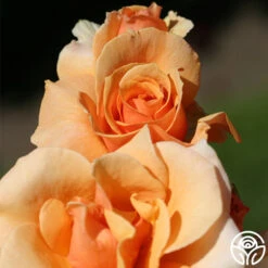 Brandy™ -Heirloom Roses brandy 5 8
