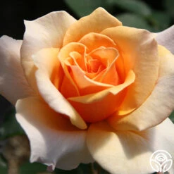 Brandy™ -Heirloom Roses brandy 6 7