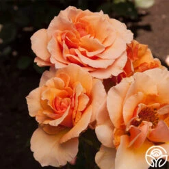 Brandy™ -Heirloom Roses brandy 7 8