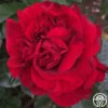 Braveheart™ 2 Braveheart™ -Heirloom Roses braveheart 10 1 1