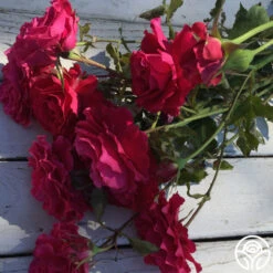 Braveheart™ -Heirloom Roses braveheart 11